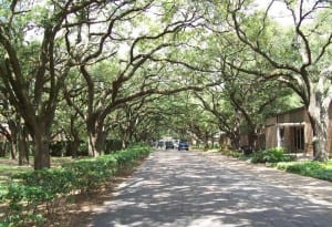 Rice Univ Tree Tunnel